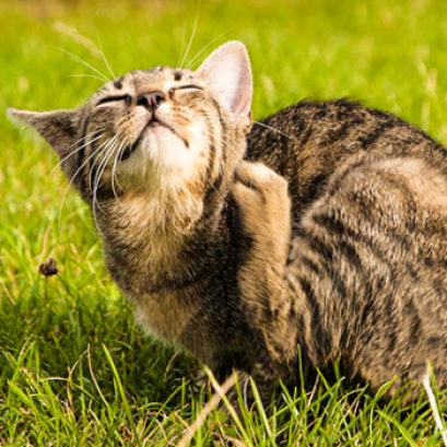 ป้องกันเห็บหมดและพยาธิหนอนหัวใจ (Parasite Control)